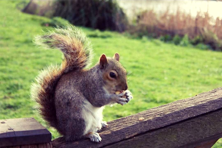 Squirrel
