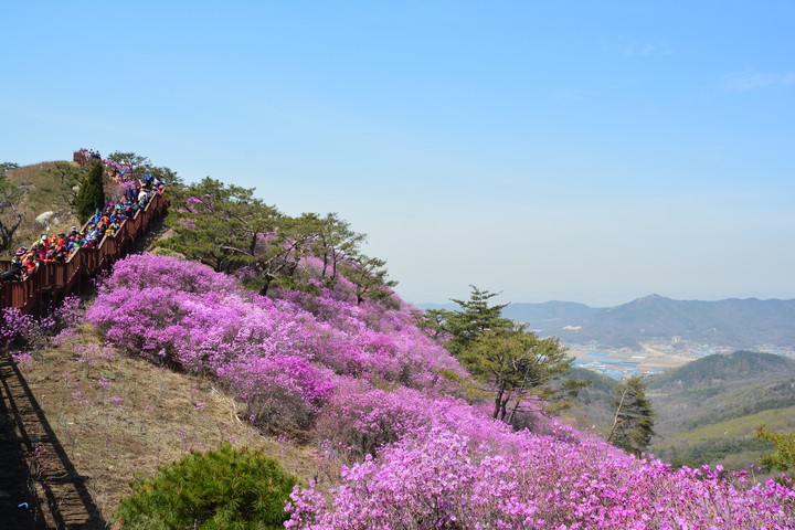 고려산의봄이미지