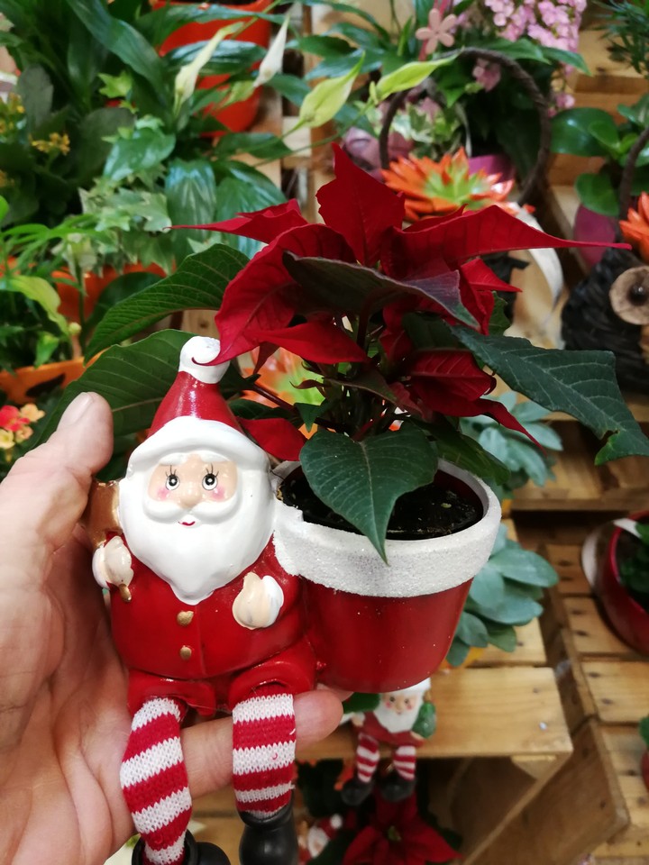 merry Christmas flower