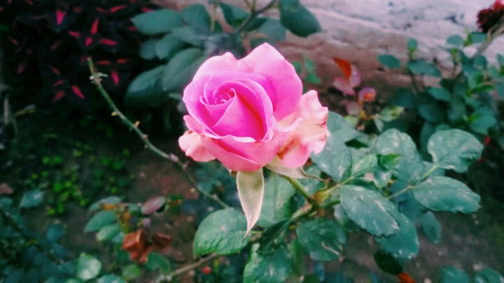 pink rose
