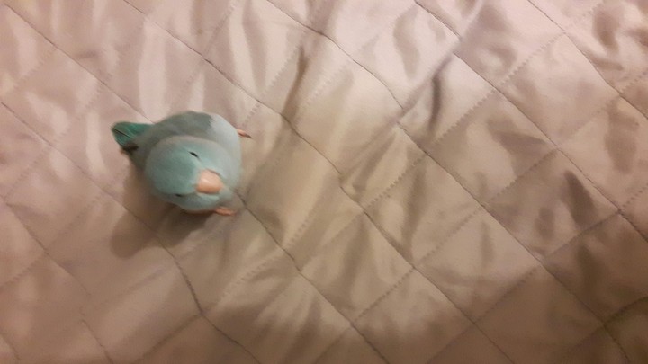 parrotlet