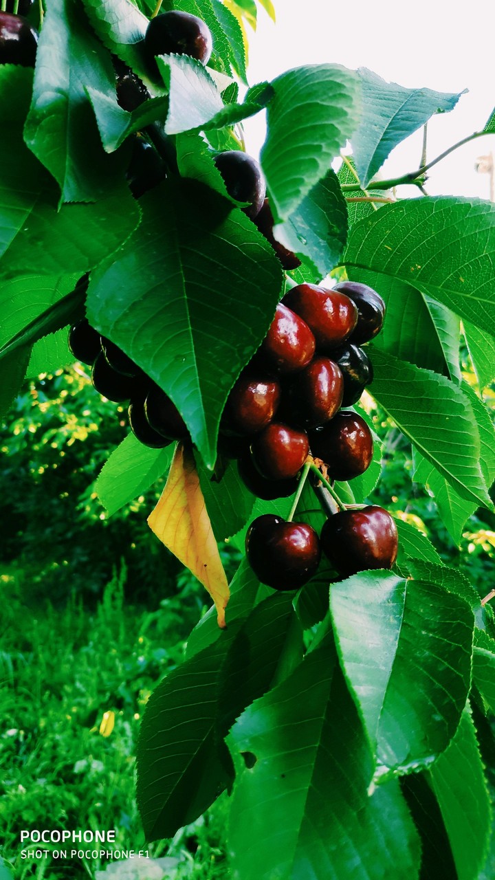 Cherry