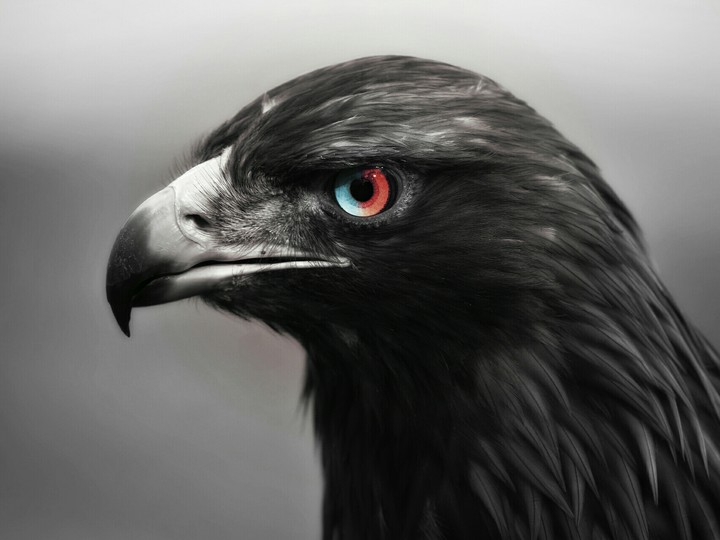 Black eagle