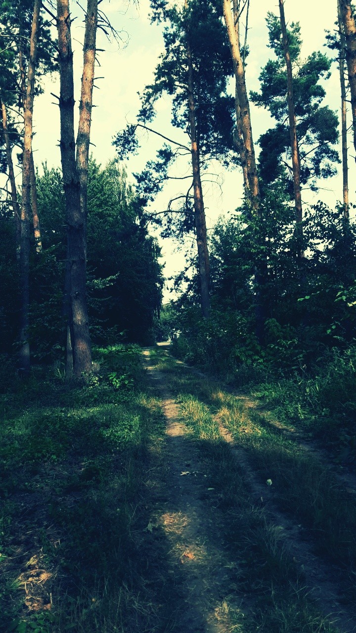 лес