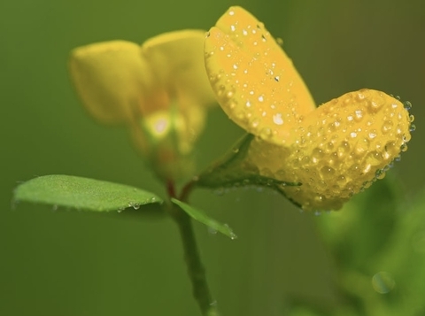 moisture, plant achtergronden