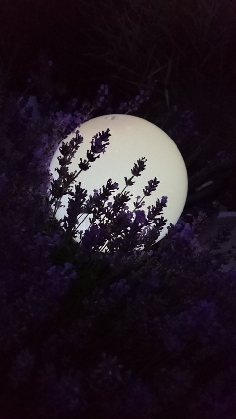 Mitnight lavender