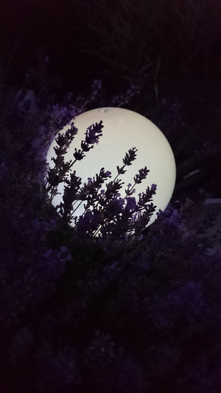 Mitnight lavender