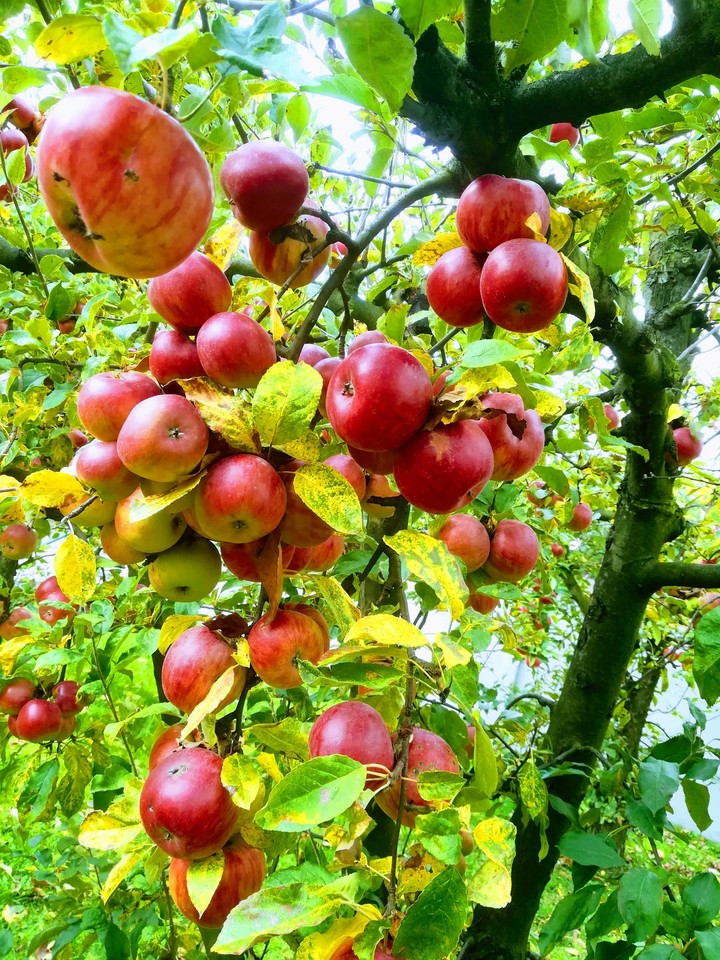 Apple