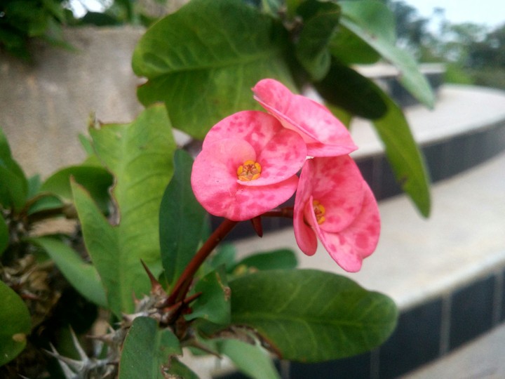 red rose
