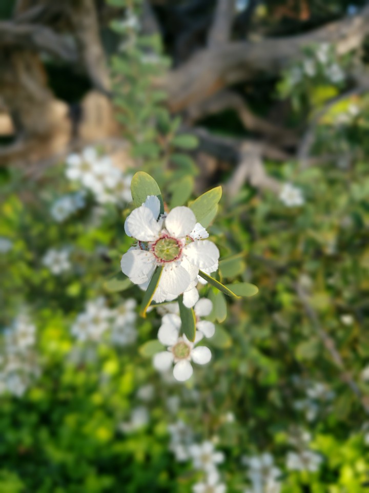 Australian Tea Tree