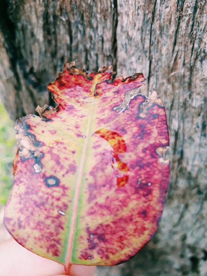 nature