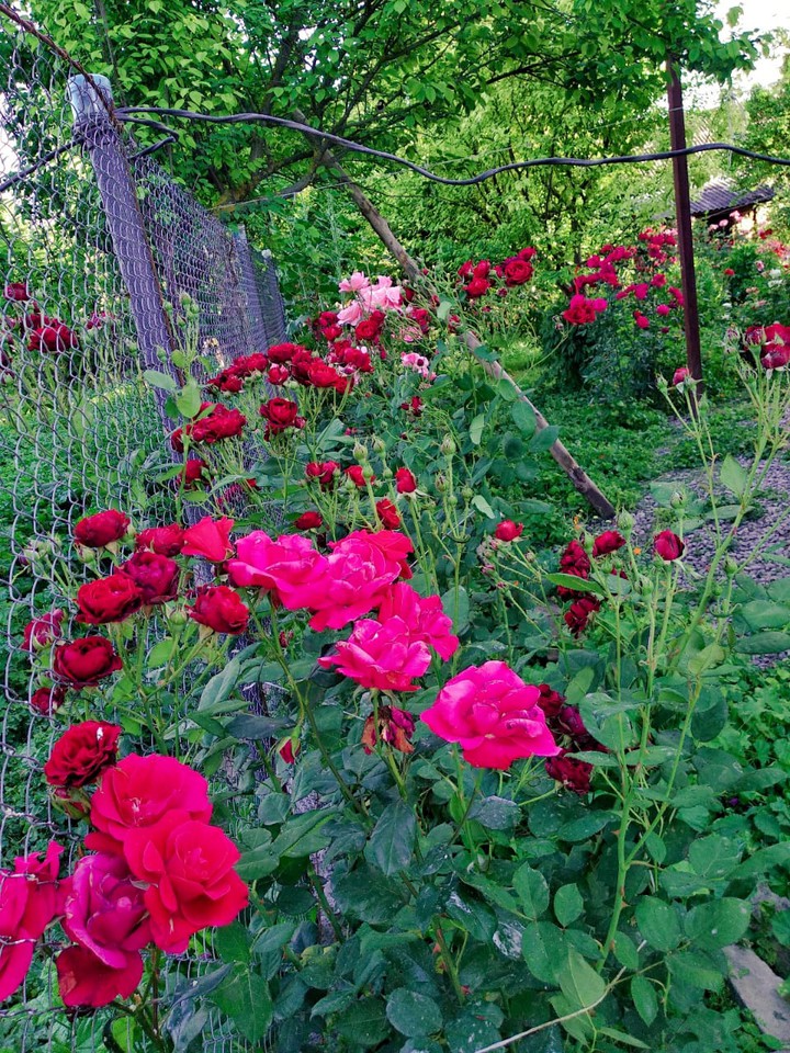 nature flower