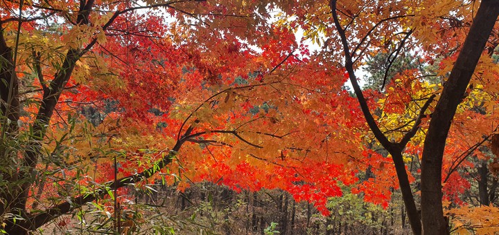 autumn color