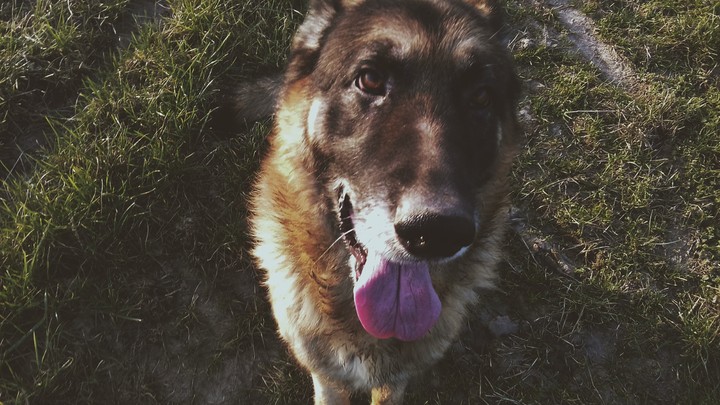 dog