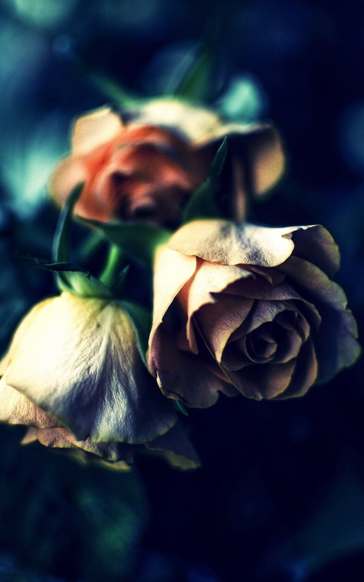 rose