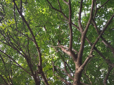 nature