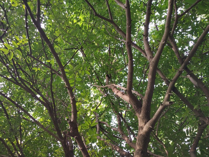 nature