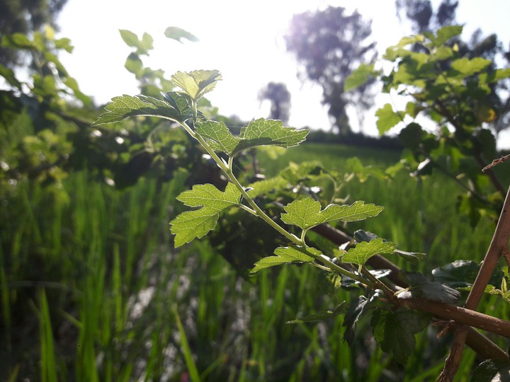 Greenie