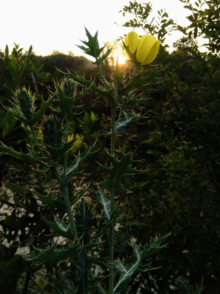 nature