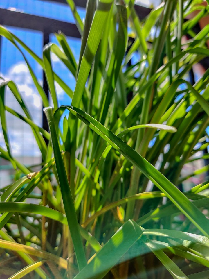 lilly grass