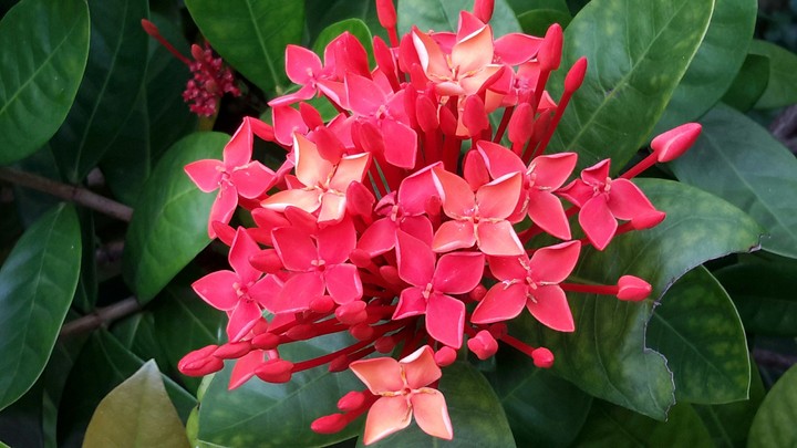 flowers