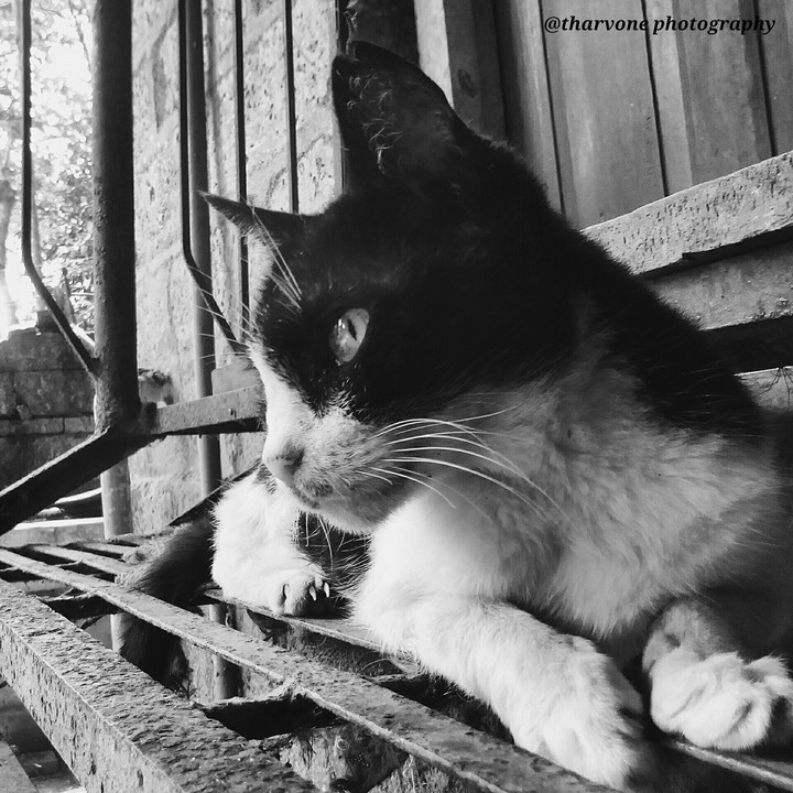 Kitty