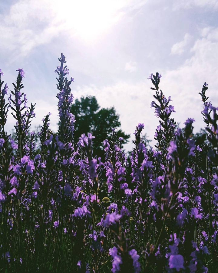 lavender