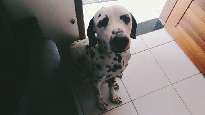 Dálmata
