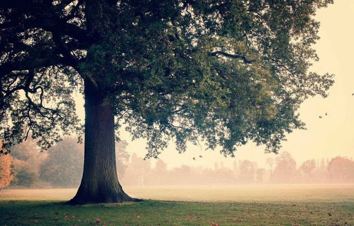 a tree