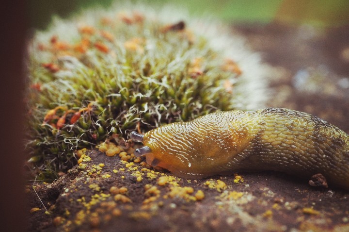 alien-slug