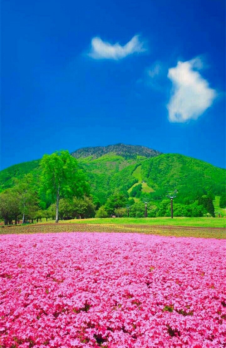 pink