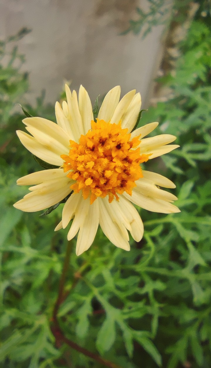flower blooming