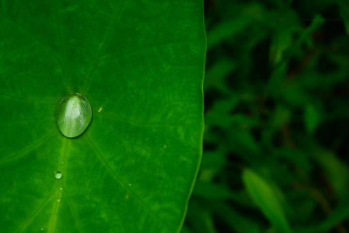 when rain falls...