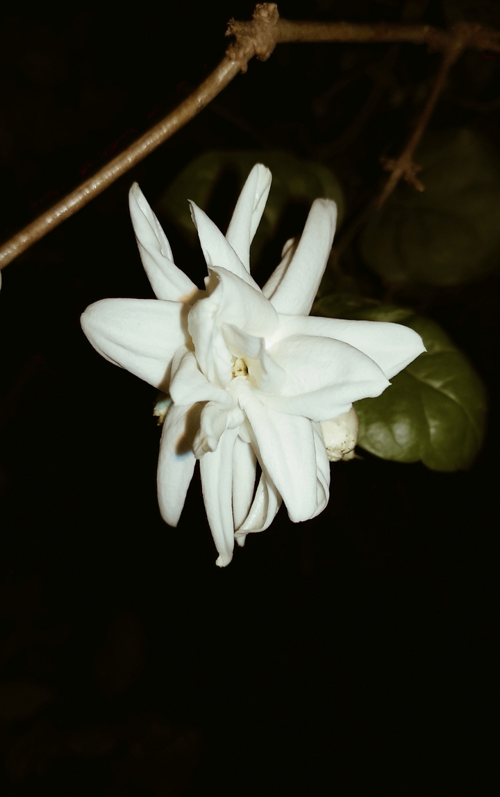 jasmine