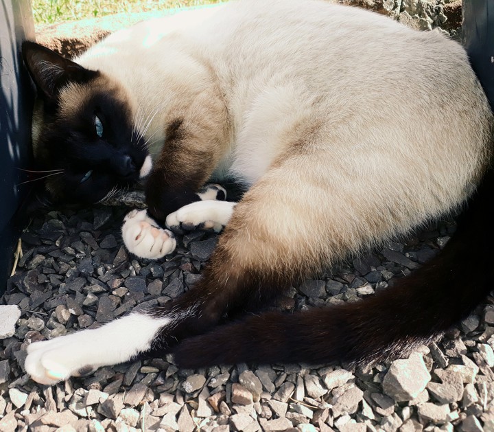 cat