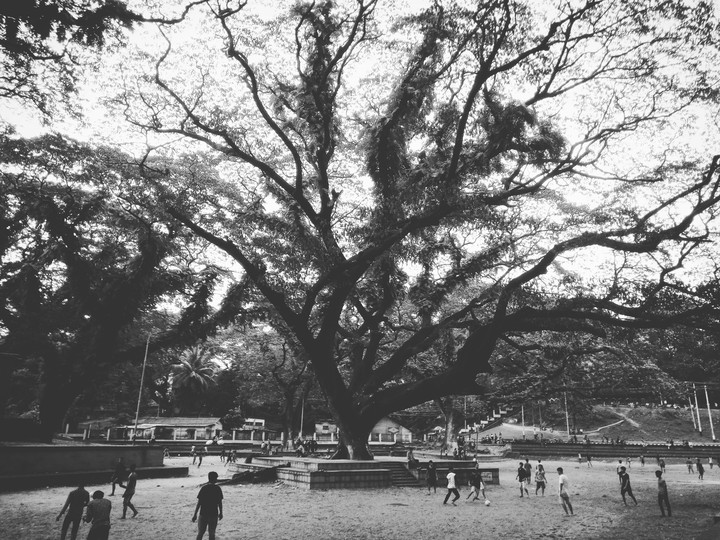 Old tree