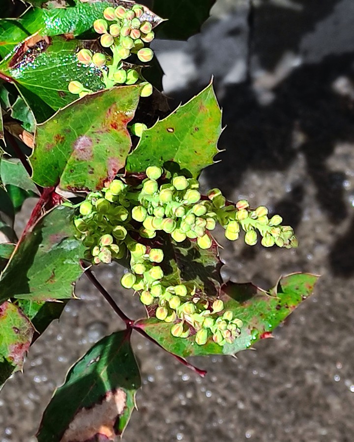 plant