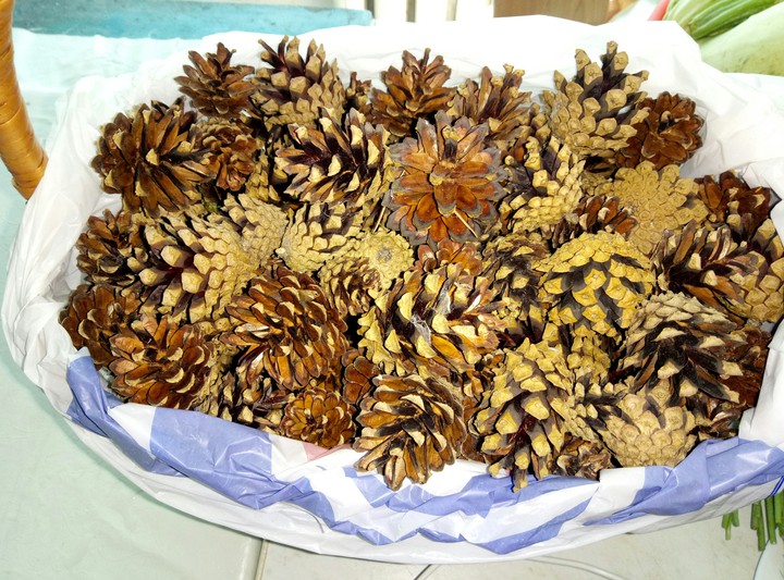 Лeсные шишки