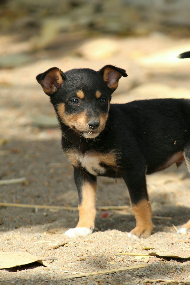 Puppy.