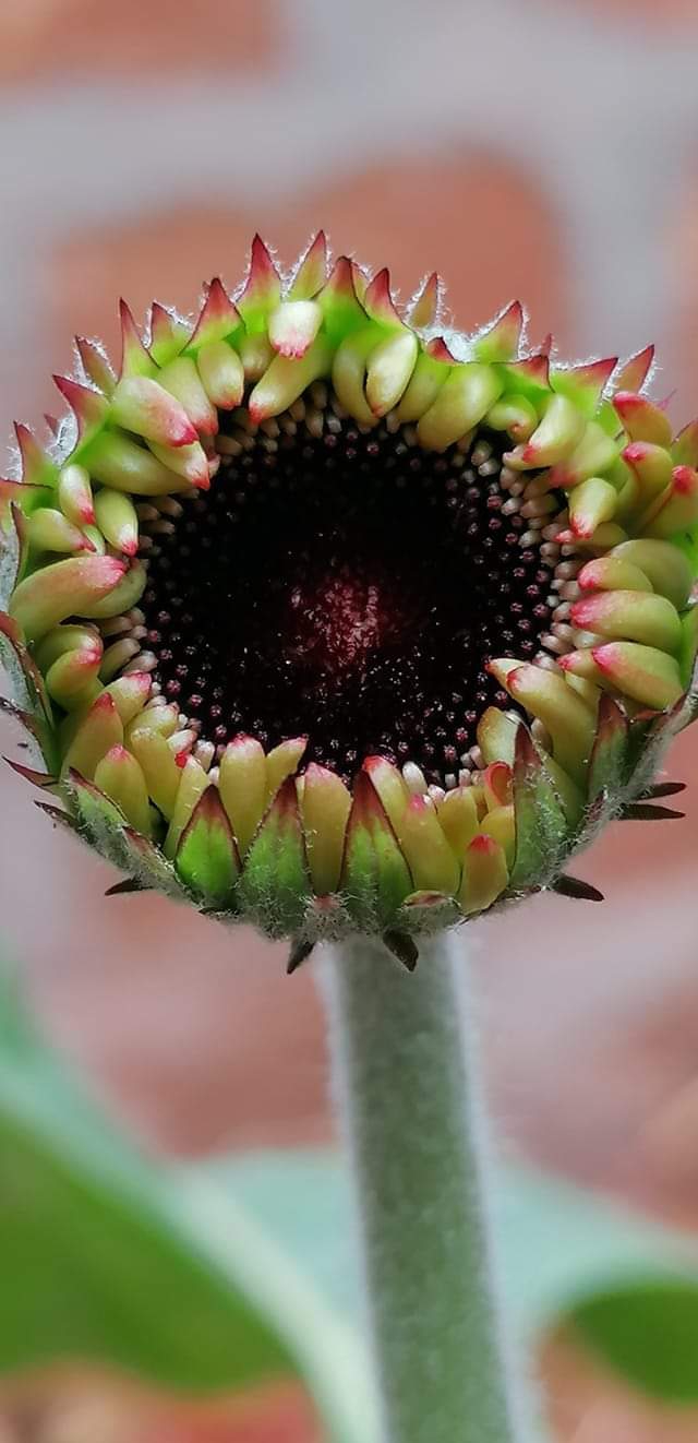 bud