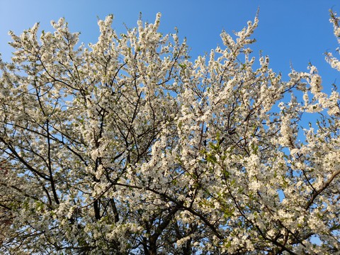 Apple tree
