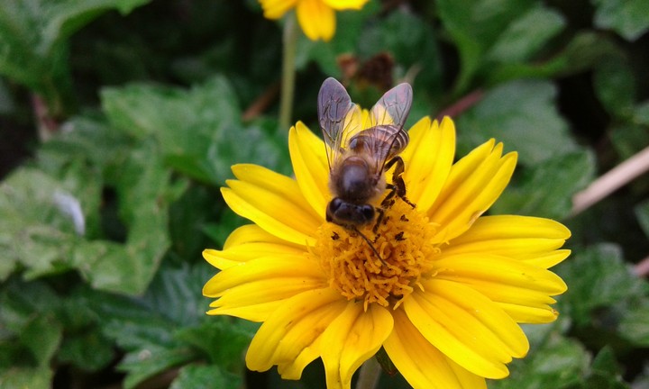 Honey_bee