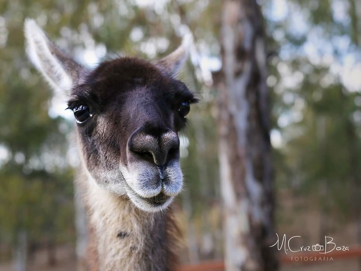 Llama