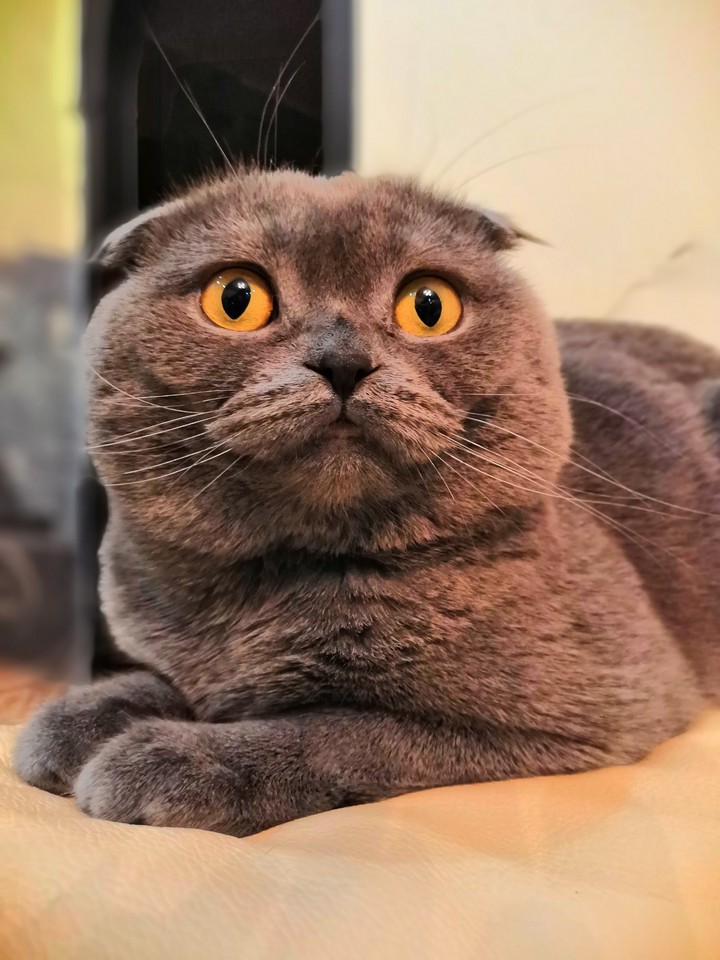 Мой котейка