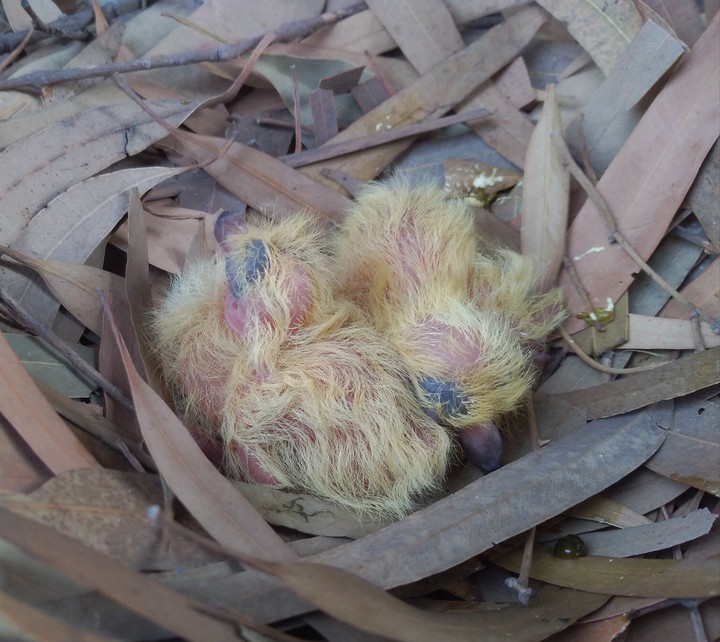 Newborn Peagion