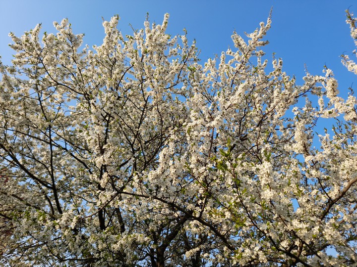 Apple tree