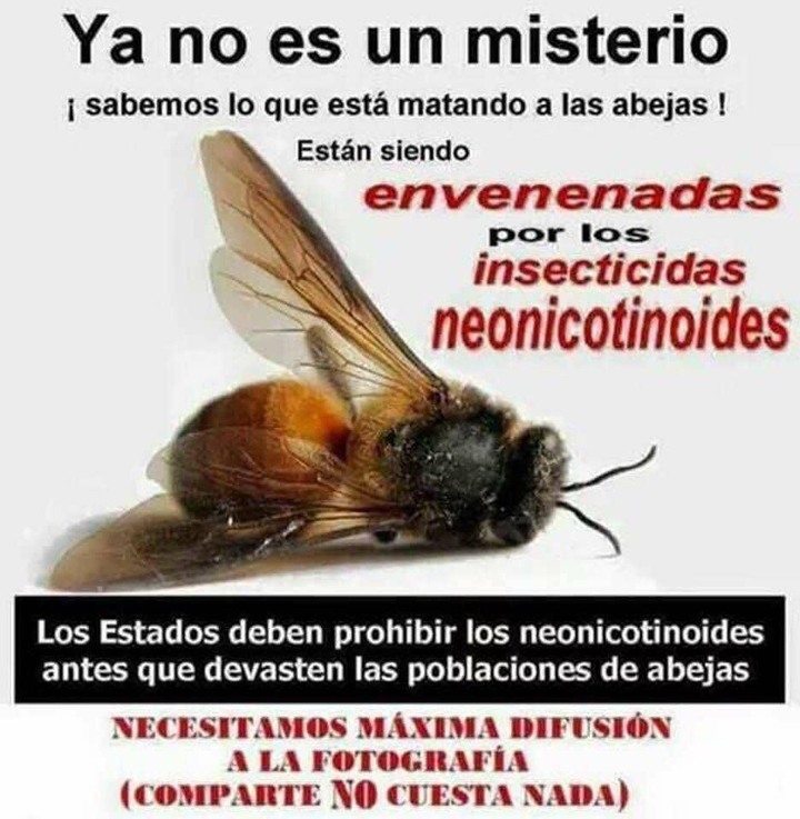 Bees