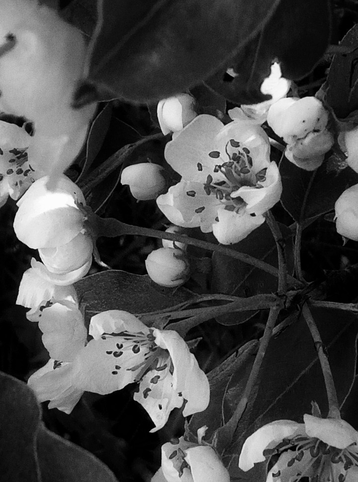blossom