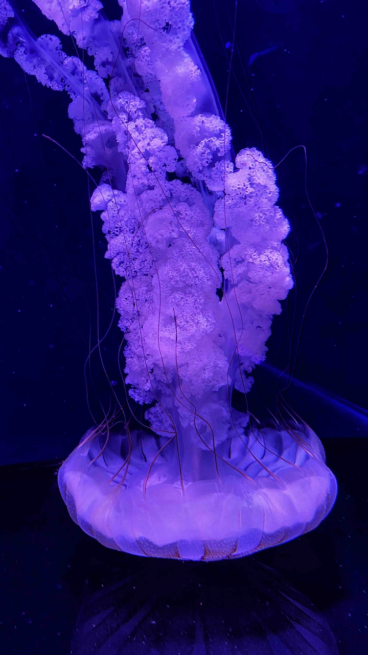 Jellyfish ?