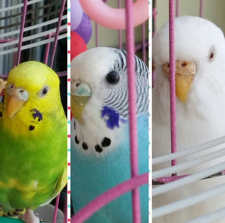 budgie mimi miki nazike